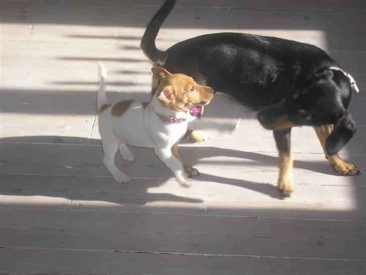 Jack russell terrier Alba - Du har ingen chance!! billede 13