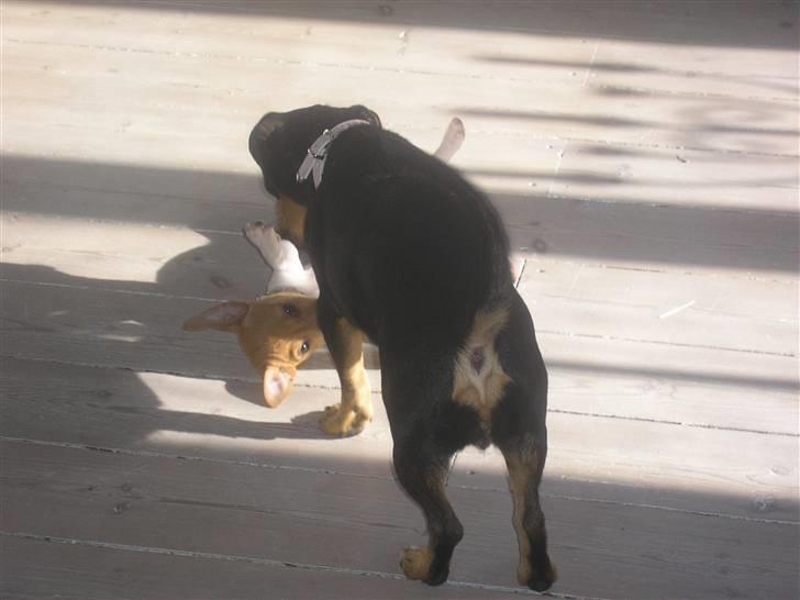 Jack russell terrier Alba - Jeg overgir mig! jeg overgir mig! SE, jeg er død. billede 14