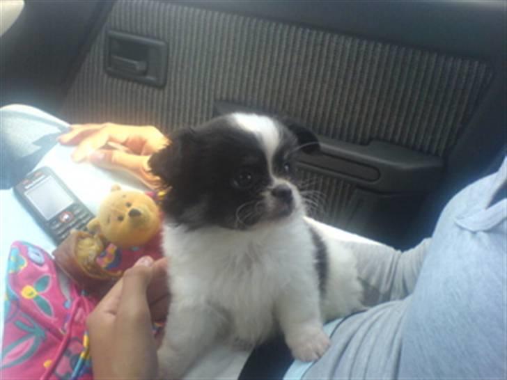 Chihuahua jacon billede 4