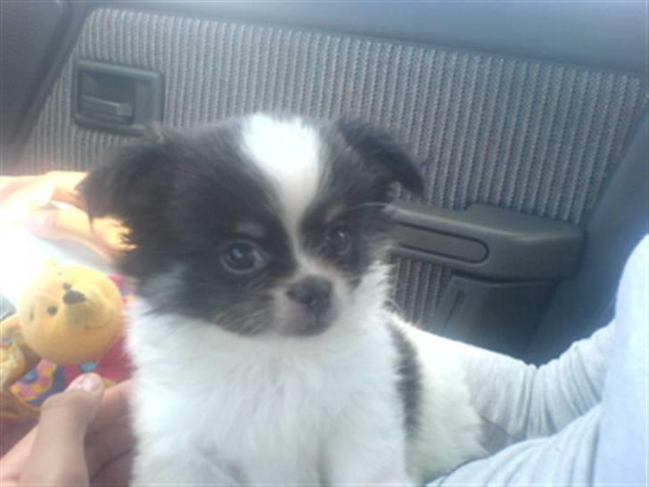 Chihuahua jacon billede 5