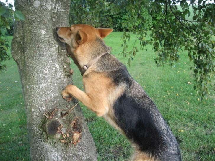 Schæferhund Bella billede 11