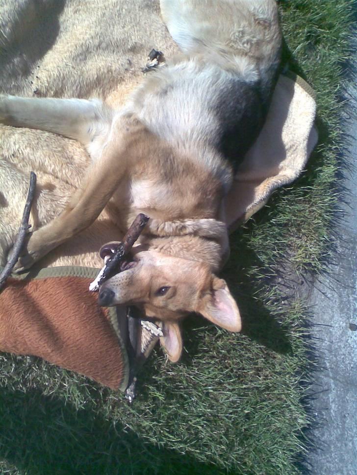 Schæferhund Bella billede 12