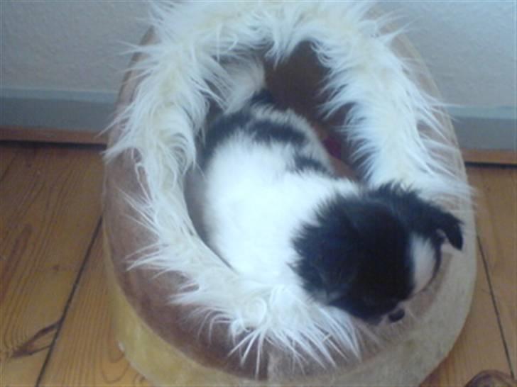 Chihuahua jacon billede 6