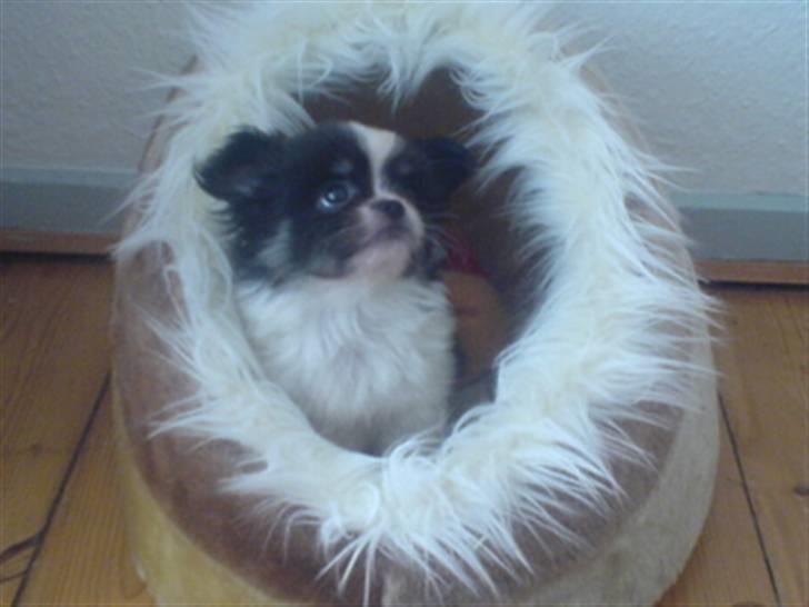 Chihuahua jacon billede 7