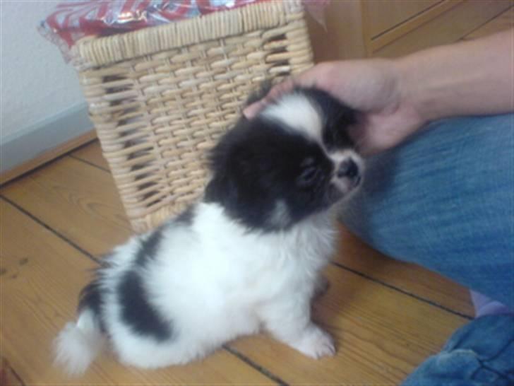 Chihuahua jacon billede 8