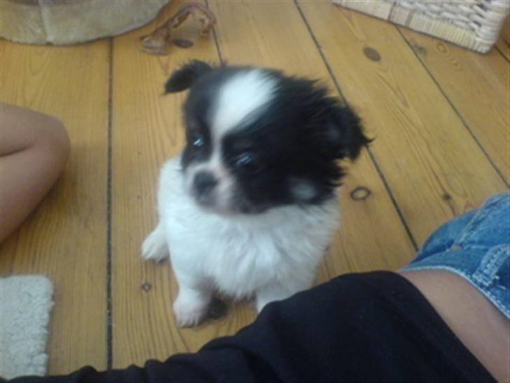 Chihuahua jacon billede 9