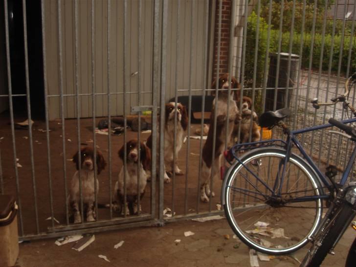 Engelsk springer spaniel ft. marcus billede 1
