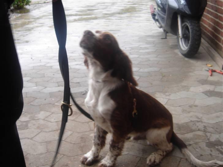 Engelsk springer spaniel ft. marcus billede 4