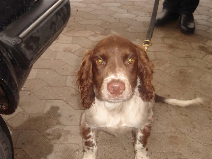 Engelsk springer spaniel ft. marcus billede 5