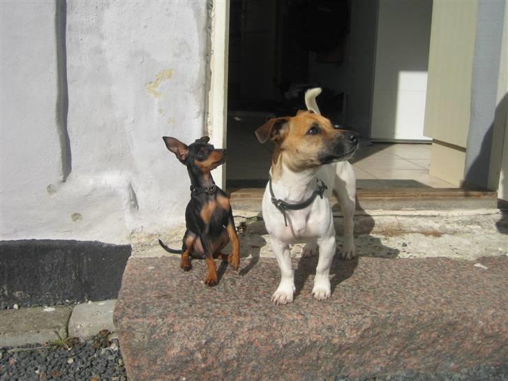 Jack russell terrier Meyer *død* - Meyer med sin nye bedste ven, Didi. billede 19