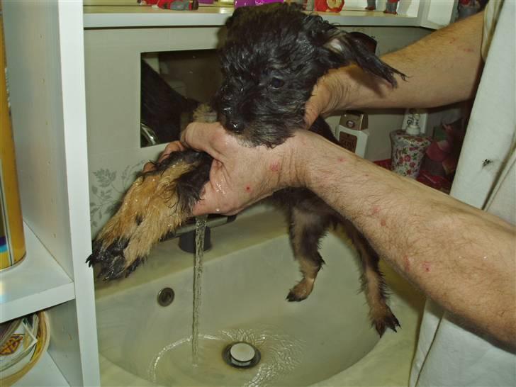 Blanding af racer Sille - bad... føj for pokker.. adrr hvad gør i ved mig.. billede 14