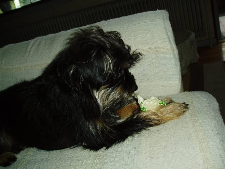 Blanding af racer Sille billede 15