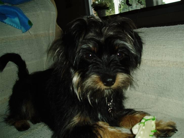 Blanding af racer Sille billede 16