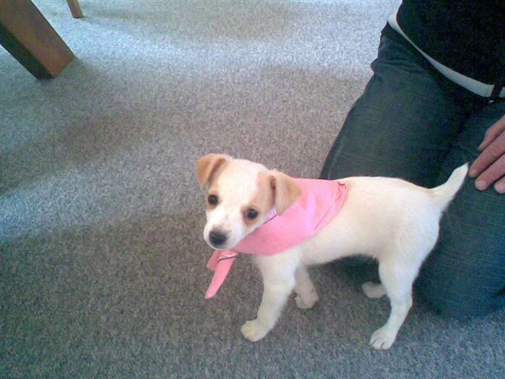 Dansk svensk gaardhund Fifi Jørnsen - se mit fine tørklæde jeg har fået af mormor billede 1