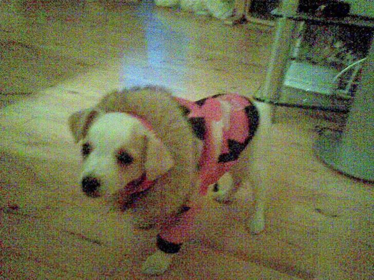 Dansk svensk gaardhund Fifi Jørnsen - Er med på moden med pelskrave billede 2