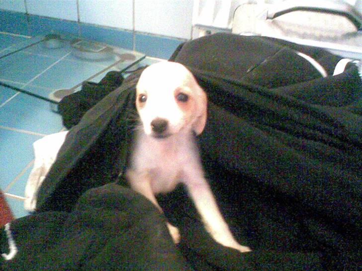 Dansk svensk gaardhund Fifi Jørnsen - Her er jeg! billede 3