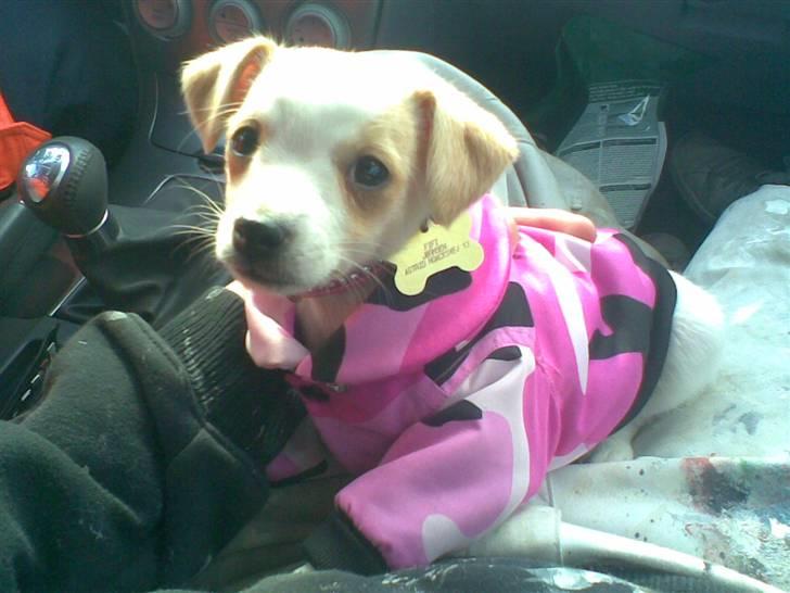 Dansk svensk gaardhund Fifi Jørnsen - så er jeg klar til militæret billede 4