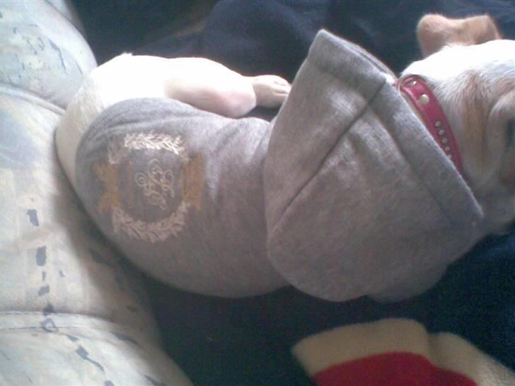 Dansk svensk gaardhund Fifi Jørnsen - hey yo gangster billede 5