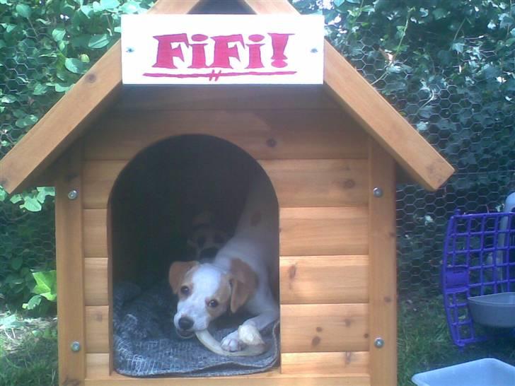 Dansk svensk gaardhund Fifi Jørnsen - Mit fine hus i haven billede 6