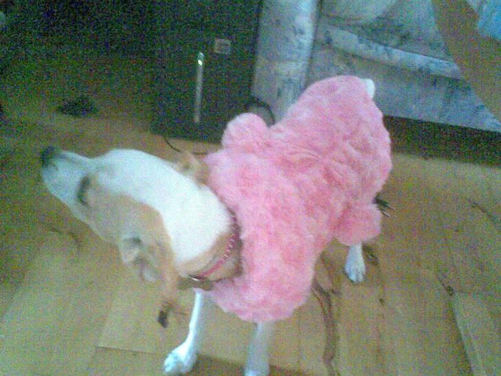 Dansk svensk gaardhund Fifi Jørnsen - Når jeg ska i byen og gå tur ska man jo være fin billede 7