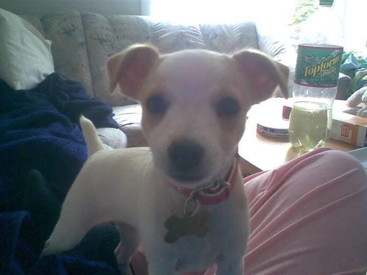 Dansk svensk gaardhund Fifi Jørnsen - Juhuuuu! billede 8