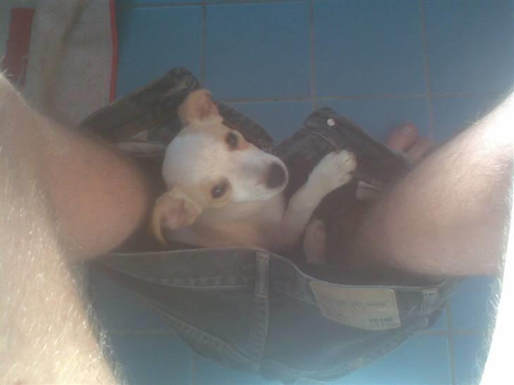 Dansk svensk gaardhund Fifi Jørnsen - Er lige med far på toilettet hehe billede 9