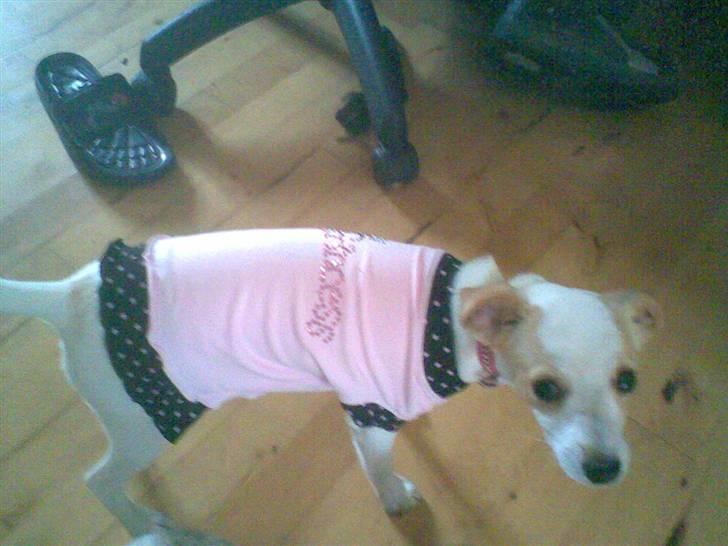 Dansk svensk gaardhund Fifi Jørnsen - Ja jeg er en lille prinsesse billede 10