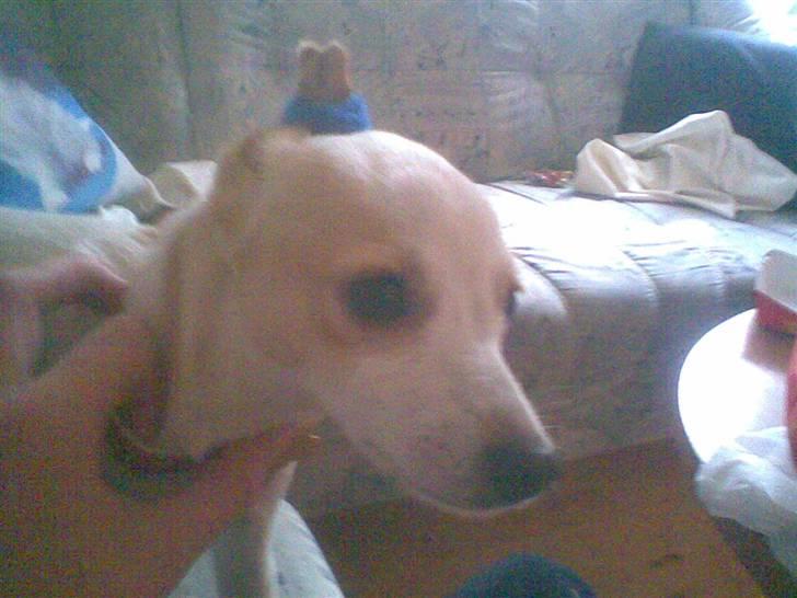 Dansk svensk gaardhund Fifi Jørnsen - Så er den nye Lotte Heise på banen billede 11