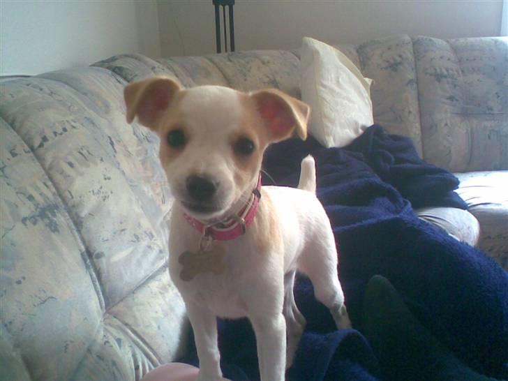 Dansk svensk gaardhund Fifi Jørnsen - kan du gætte hvem jeg er? Dumbo billede 13