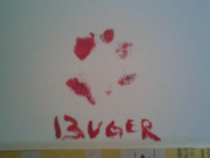 Dansk svensk gaardhund Fifi Jørnsen - så store er mine tær billede 14