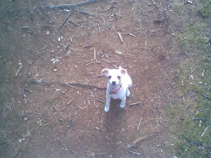 Dansk svensk gaardhund Fifi Jørnsen - Det er så dejligt i skoven billede 15