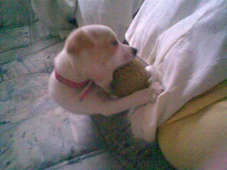 Dansk svensk gaardhund Fifi Jørnsen - Min kære bold billede 16