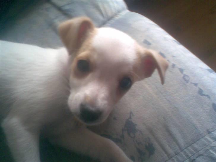 Dansk svensk gaardhund Fifi Jørnsen - iii ik vække mig billede 17