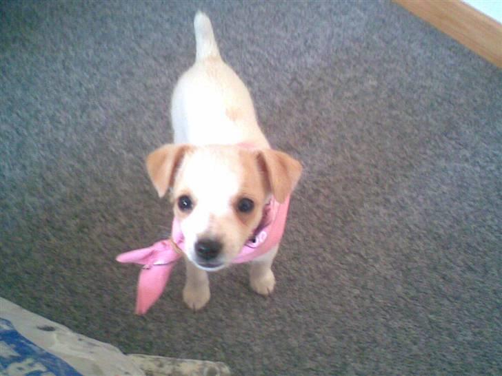 Dansk svensk gaardhund Fifi Jørnsen - Lille smarte mig billede 18