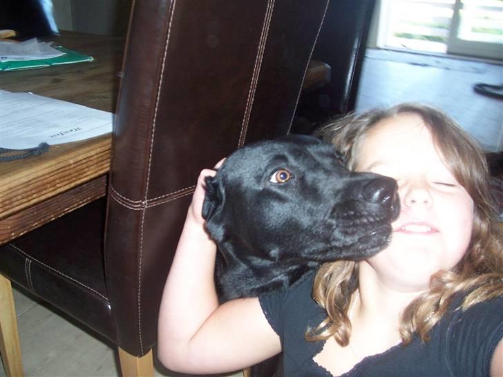 Labrador retriever Batmore-Zulu - Han skulle lige kysse:-* billede 6