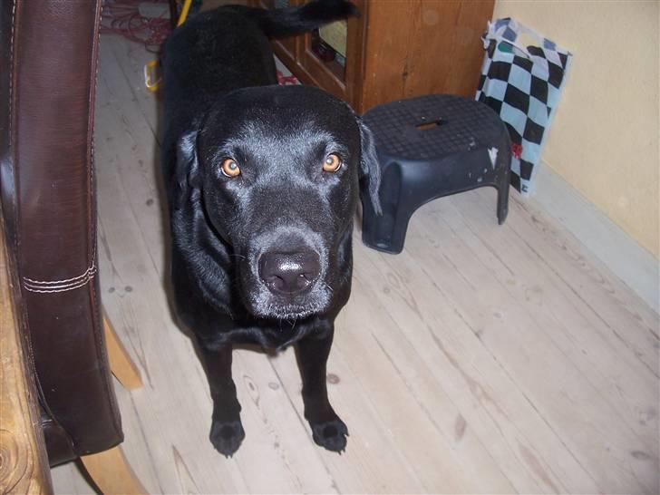 Labrador retriever Batmore-Zulu billede 7