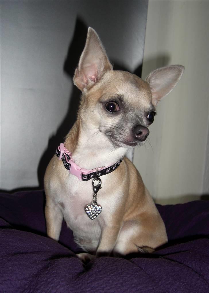 Chihuahua ~ Kelbi ~ - Kelbi  billede 1