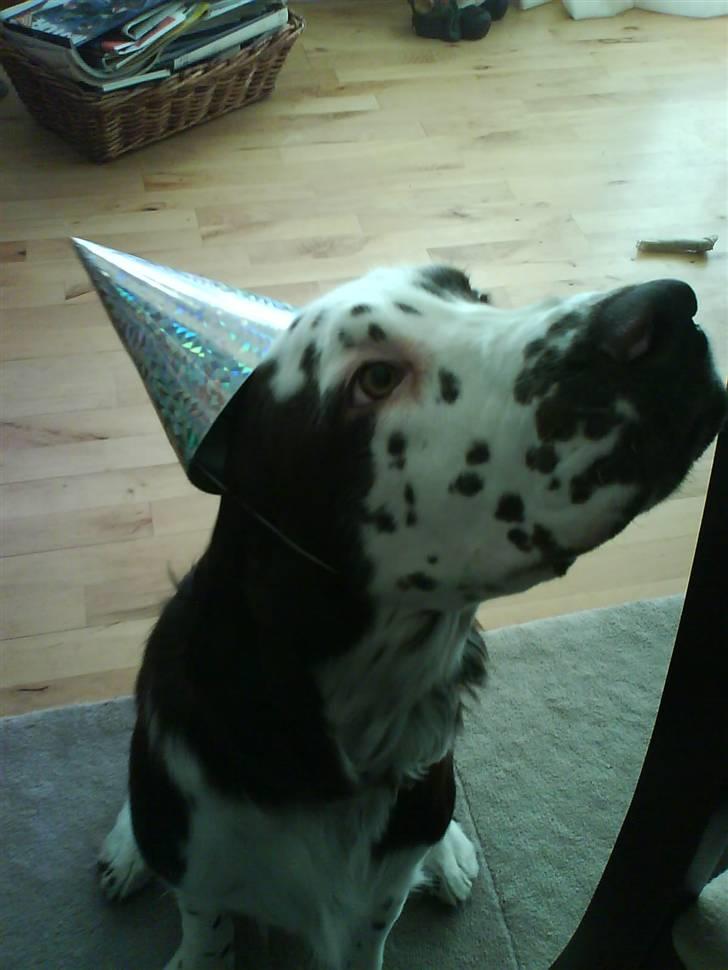 Engelsk springer spaniel Arkibal - Nytååååååååååååår :D billede 1