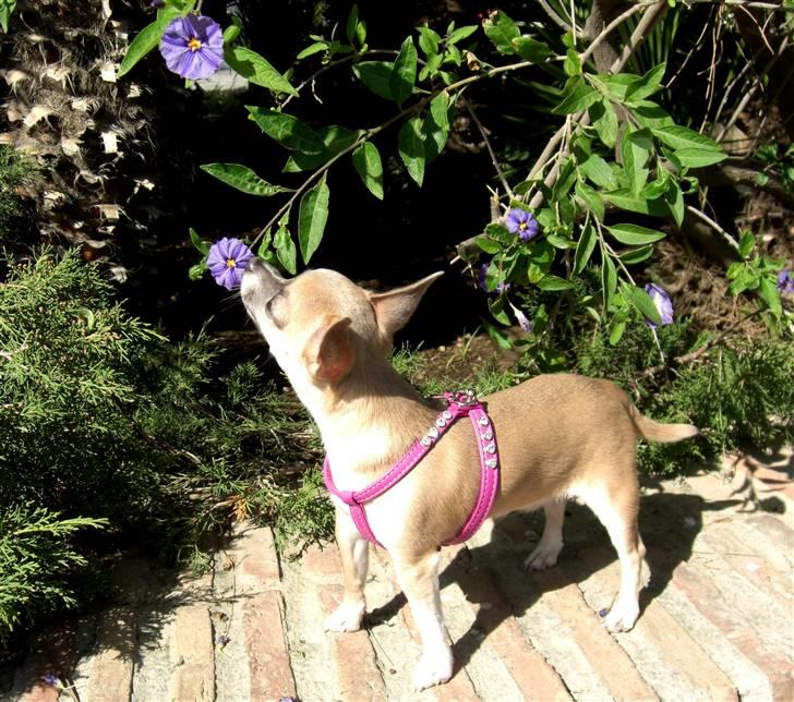 Chihuahua ~ Kelbi ~ - Hvor er det skønt med blomster i Februar  (Spanien) billede 7