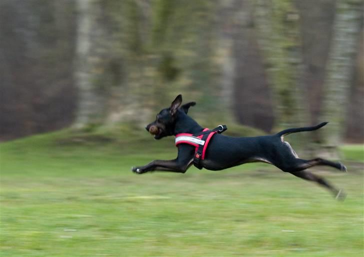 Blanding af racer Pinscher/gårdhund- Chilly - Nyt 21/1-08. Jeg kan flyve. billede 7