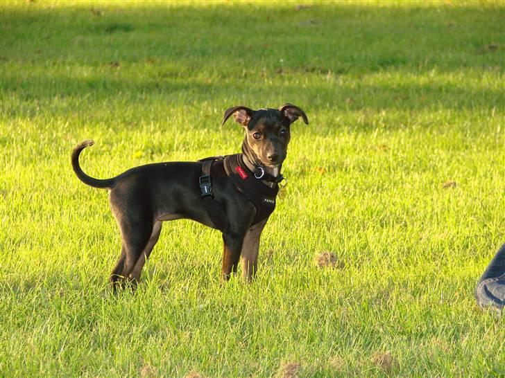 Blanding af racer Pinscher/gårdhund- Chilly - Se en flot holding jeg har. billede 8