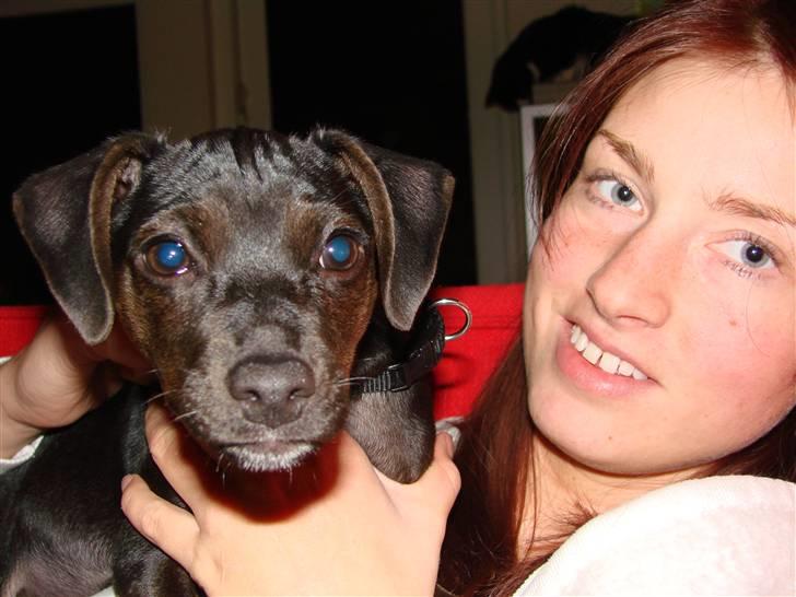 Blanding af racer Pinscher/gårdhund- Chilly - Er jeg ikke blevet stor? billede 10