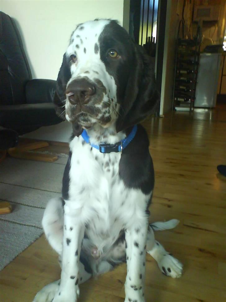 Engelsk springer spaniel Arkibal - Igen et meget klogt billed af moi :D billede 2