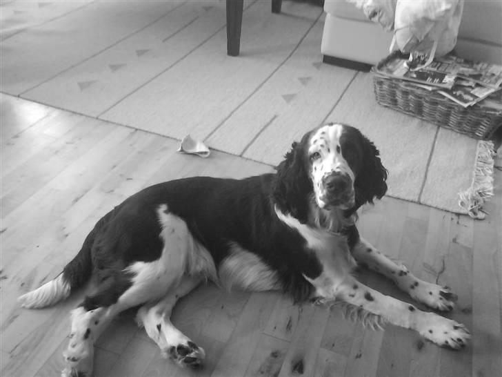 Engelsk springer spaniel Arkibal - Old school (sort hvid) hahaha billede 3