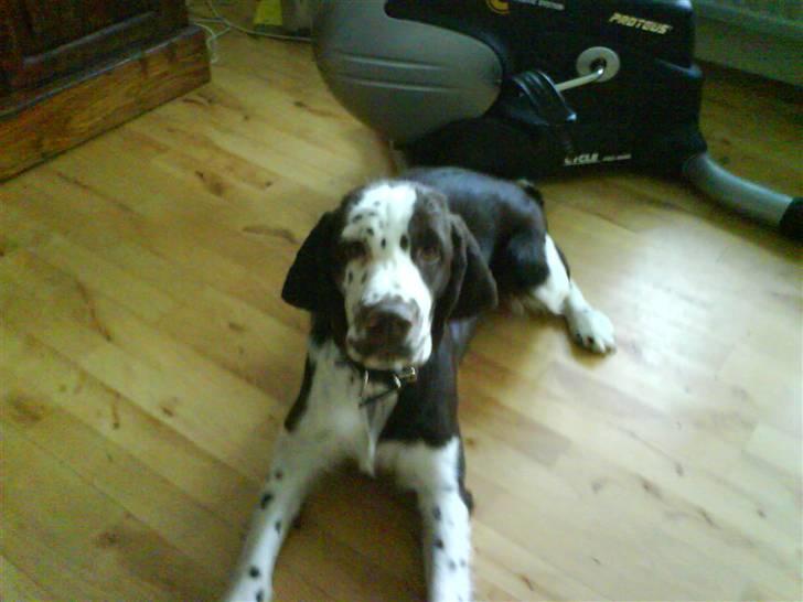 Engelsk springer spaniel Arkibal - Morfor sagde jeg skulle have korte øre så han kunne så mit kønne ansigt :D  billede 4