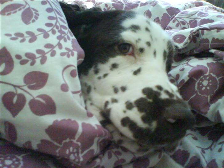 Engelsk springer spaniel Arkibal - Putte tiiiiiid WEEEEEEEEEEEEE!!! billede 5