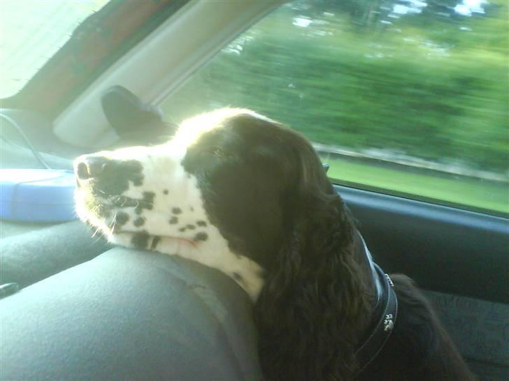 Engelsk springer spaniel Arkibal - Cruiser :P billede 6