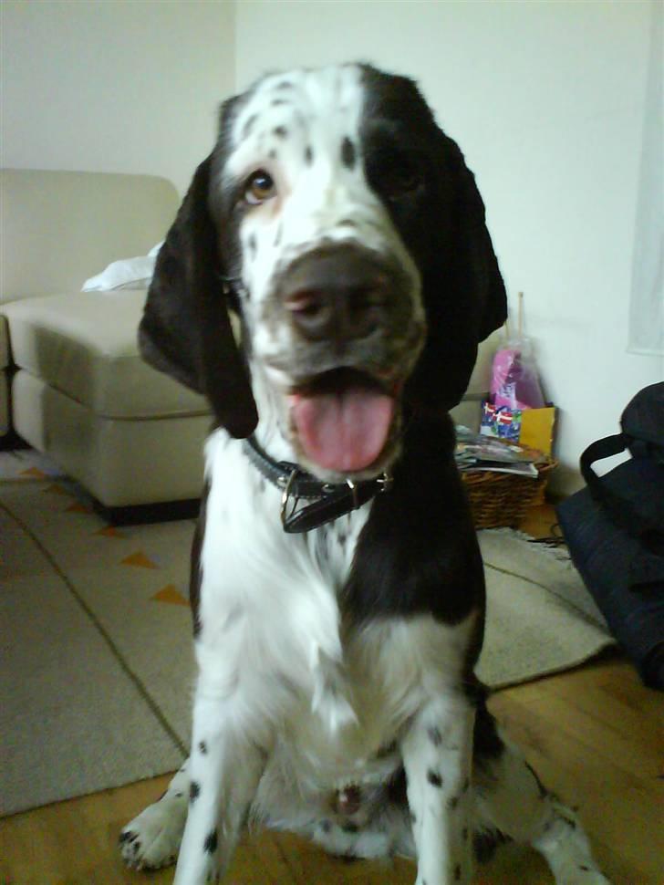 Engelsk springer spaniel Arkibal - Laaaaaaang tunge billede 7