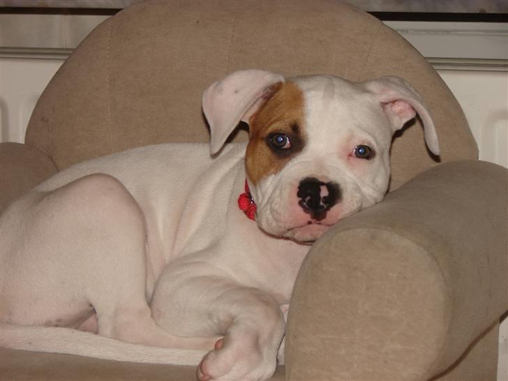 Blanding af racer Luba billede 8