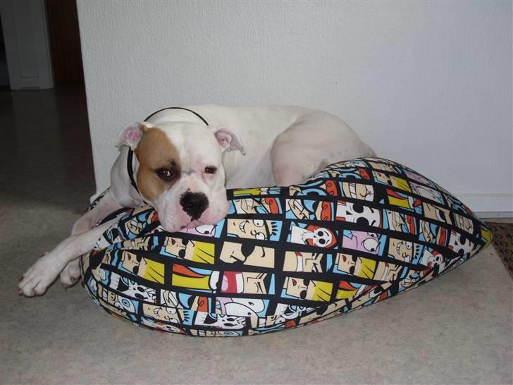 Blanding af racer Luba - Luba i hendes aller-dejligste sækkestol (november 2009) billede 9